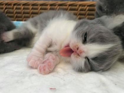 Briten Kitten zu verkaufen
