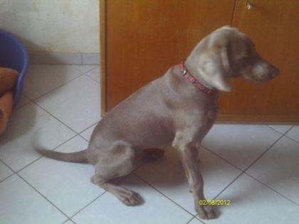 Weimaraner Rüdde Paul