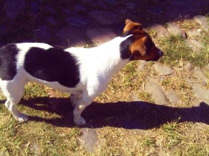 Jack Russel Hündin