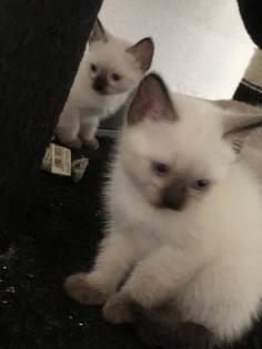 Siam Kitten Baby - zu verkaufen
