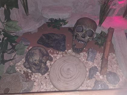 2 Leopardgeckos, Terrarium und Zubehör