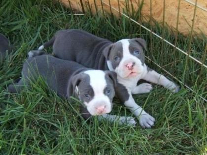 Süsser Pitbull Welpen für Ihr zu Hause 200Euro