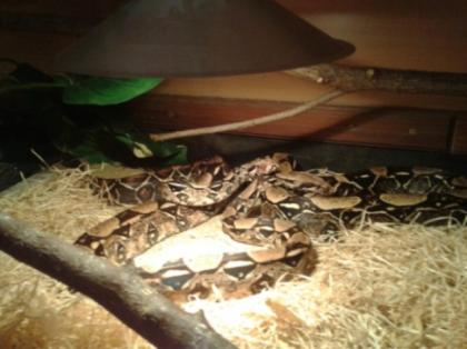 2 Königsboas Abgotschlangen