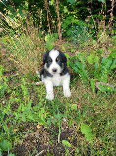 Border Collie - Labrador Welpen Mischlinge