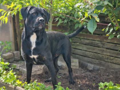 Cane Corso Mischling Dame