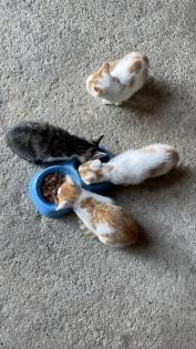 2 süße Katzenbabys abzugeben
