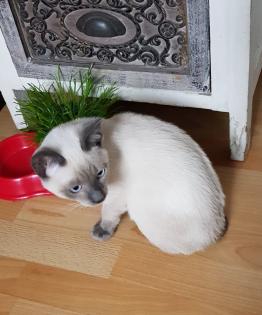 Siam / Thai Kitten Blue Point, Babys, Kätzchen. 1 Junge. Abgabebereit.
