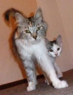 Wir Maine Coon Mix suchen noch ein liebes- und verantwortungsvolles Zuhause.