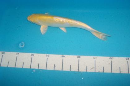 Butterfly Koi, Koi Angebote in High Quality vom Koi-Center Schafflund
