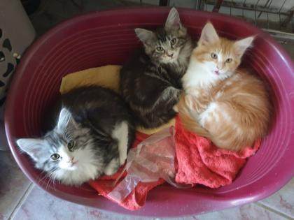 Prächtige Maine Coon Kitten