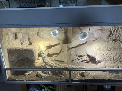Bartagamen mit Terrarium