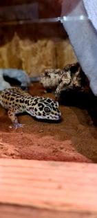 72461 Albstadt Leopardgeckos