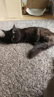 Maine Coon Kitten Weiblich