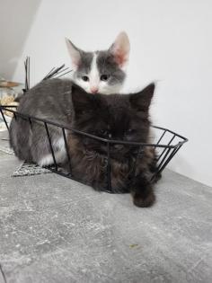 Katzen junges rasse bombay und mischling