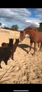 Beistellpferd sucht liebesvolles zuhause