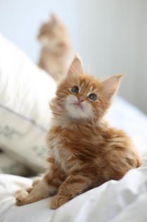 Maine coon Babies zu verkaufen