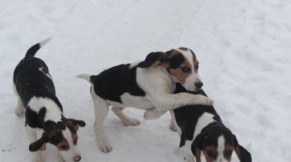 Beaglewelpen