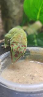 Phelsuma grandis Madagaskar Taggecko 0. 0. 4