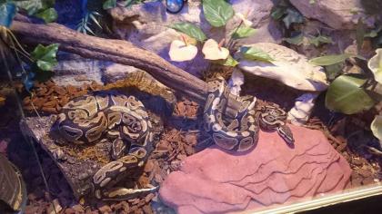 Königspythons mit Terrarium und Zubehör in gute Hände abzugeben