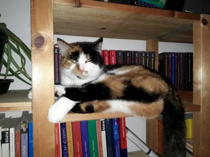 Finderlohn Dreifarbige tricolor Katze Glückskatze schmerzlich vermisst