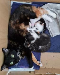 Ruhige, zurückhaltende Katze abzugeben Liebevolles Zuhause gesucht