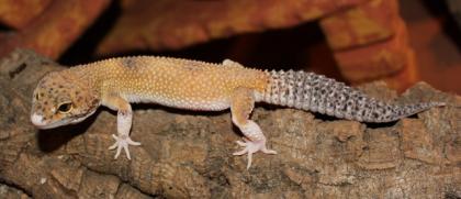 Leopardgeckos abzugeben in Hamburg