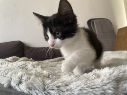 Mischlings Babykatzen suchen dringend ein zuhause
