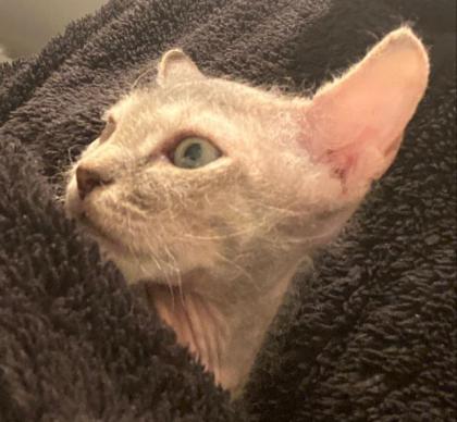 Sphynx Kitten, männlich.