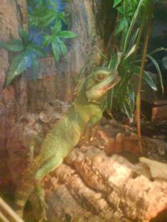 Wasseragame