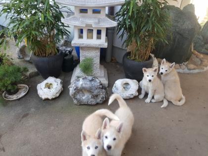 Akita Husky im Allgäu