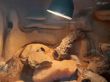 Leopardgecko mit Terrarium