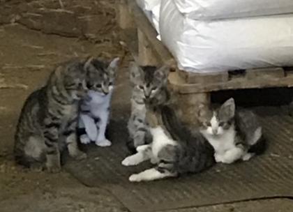 12 Wochen alte Kitten suchen ein neues Zuhause