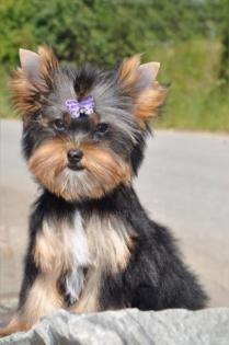 Süsse Yorkshire Terrier Hündin