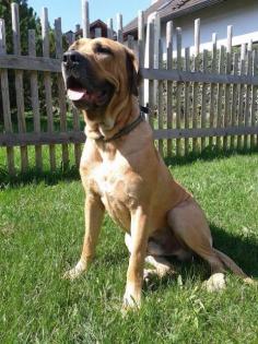 Presa Canario Rüde