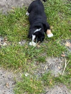 Schweizer Sennenhund Welpen