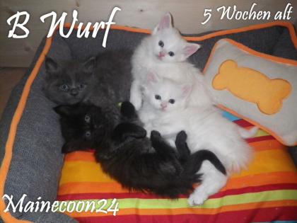 Maine Coon Kitten - Mädchen in Black smoke - sucht liebevolles Zuhause