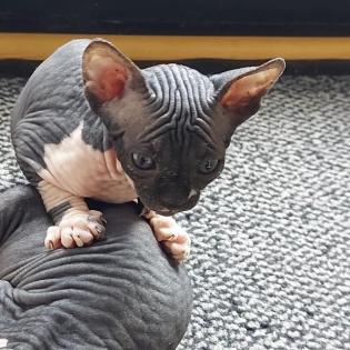 Sphynx Kitten