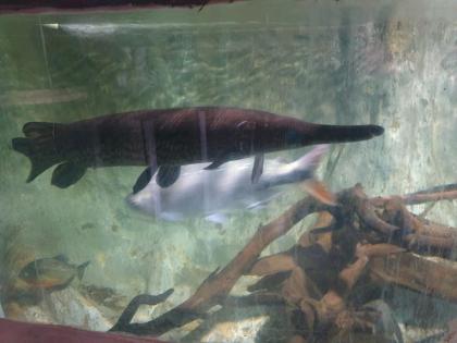 Alligatorhecht