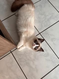 Ragdoll-Katze