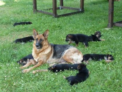 Schöferhundwelpen