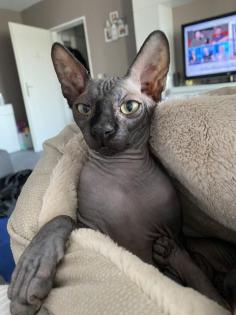 Sphynx Kater