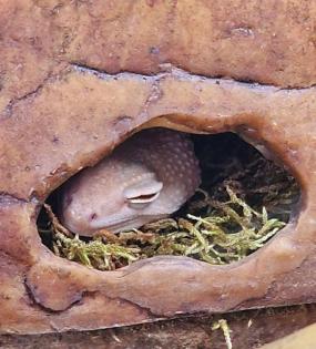 Leopardgeckos, Platz vor Preis