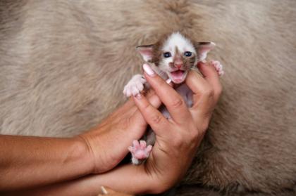 Ein bunter Haufen Orientalischer Kurzhaar Kitten von der zauberhaften Olivia chocolate Tricolour