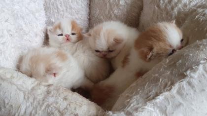 Exotic Shorthair und Perserkätzchen