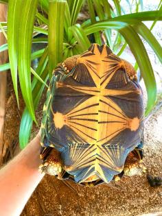 0. 1 Strahlenschildkröten, Nachzuchten aus 2012