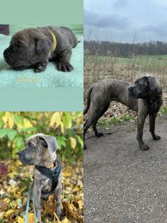 Cane Corso Wurfankündigung mit Ahnentafel