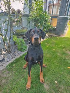 Dobermann Rüde