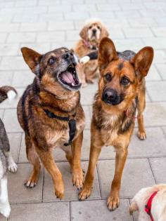 Geronimo. liebenswerter Familienhund