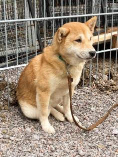Suzume ist eine liebe, etwas schüchterne kleine Hundedame