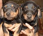 Online Hundetraining